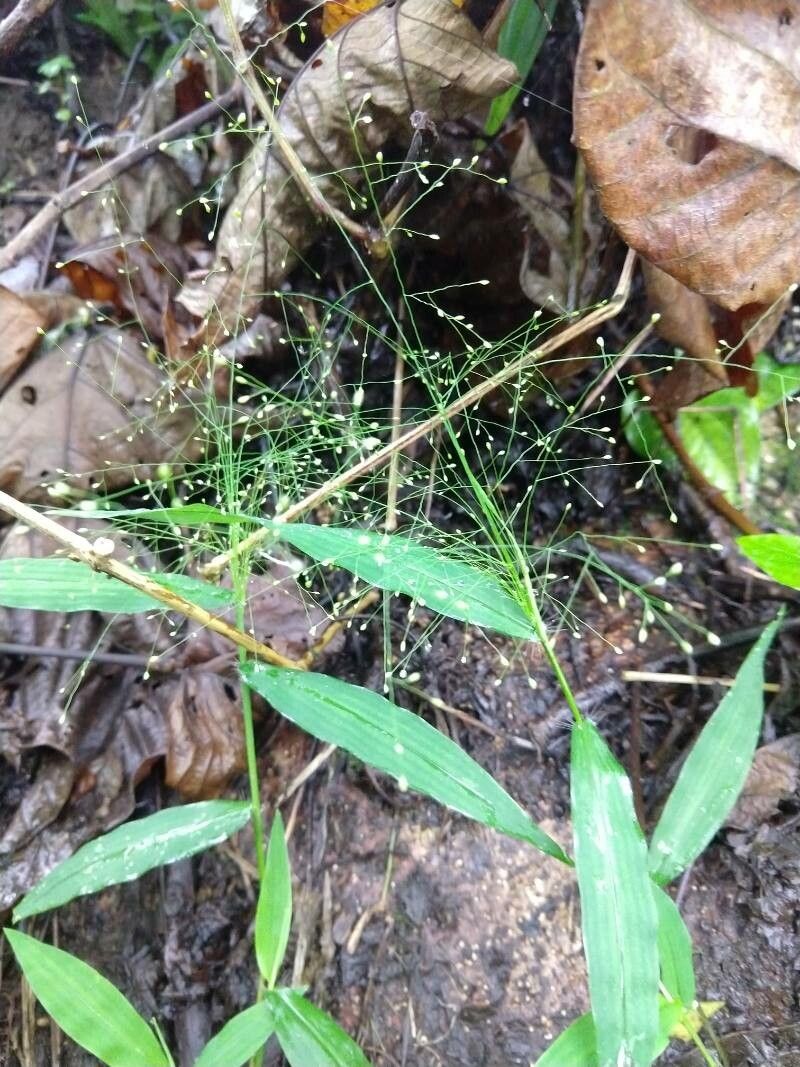 Panicum trichanthum — search result for 'Panicum'