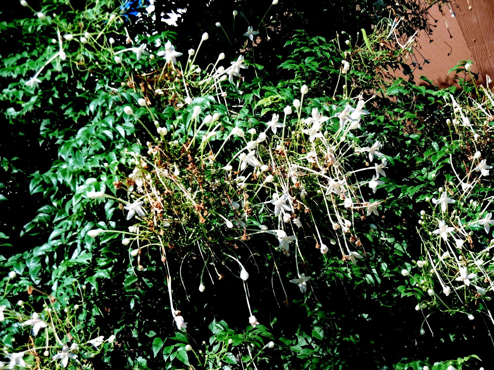 Phaleria clerodendron flower