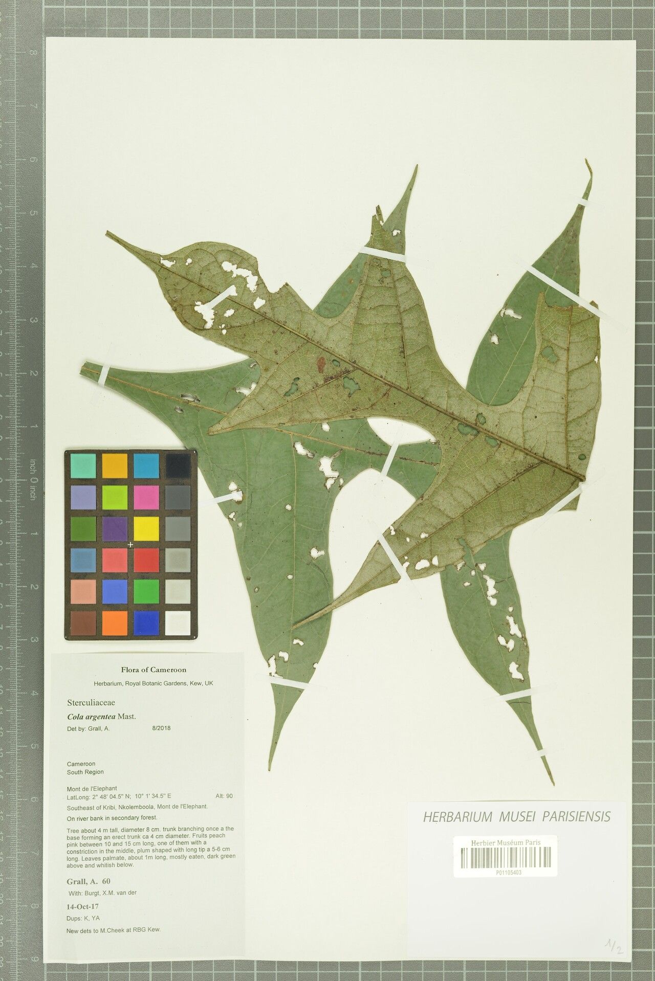 Cola argentea — related species from the same genus