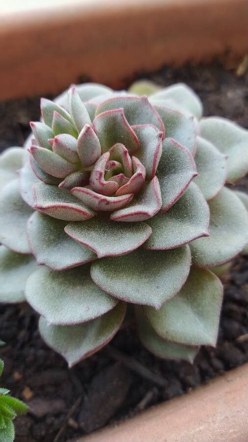Echeveria moranii — search result for 'Echeveria'