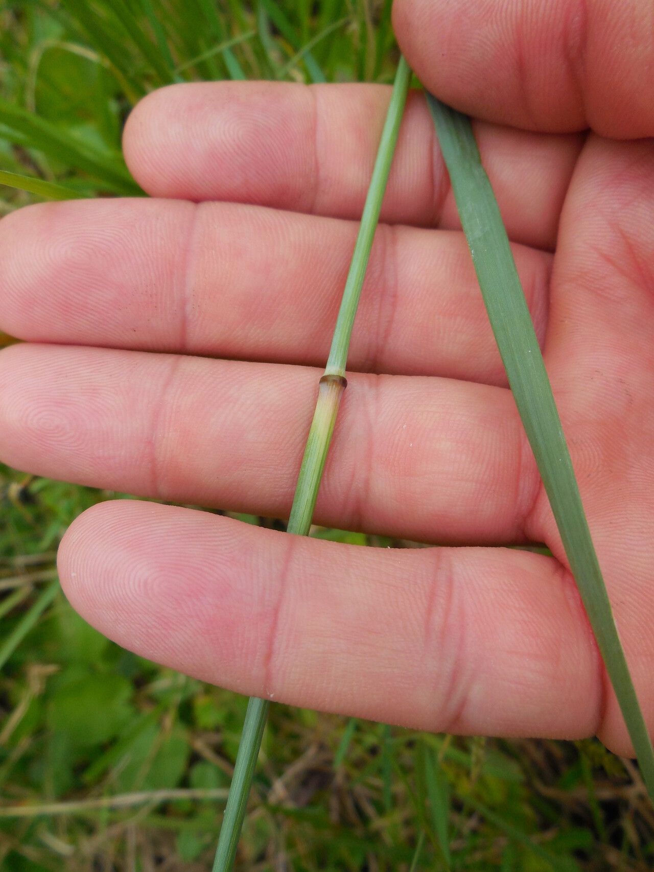 Eragrostis atrovirens bark