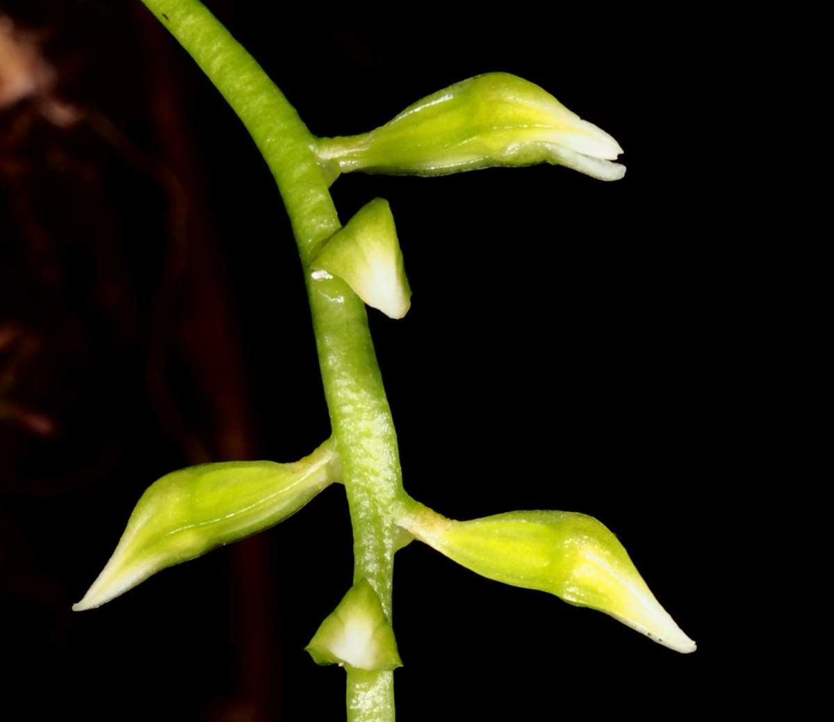Thelasis carinata bark