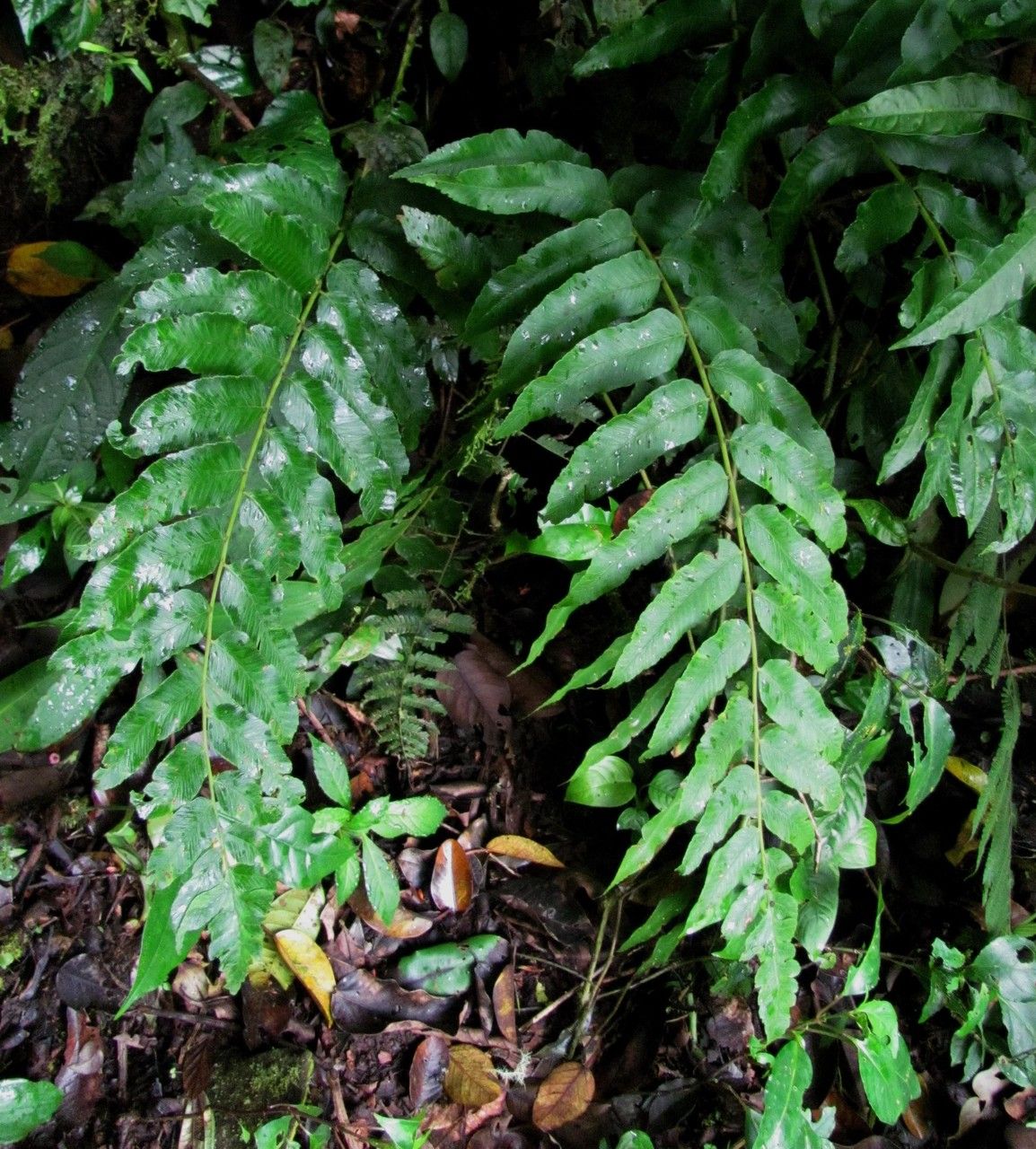 Blechnum divergens leaf