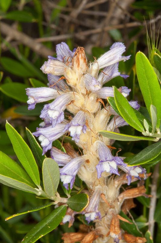 Orobanche schultzii — houseplant care guide