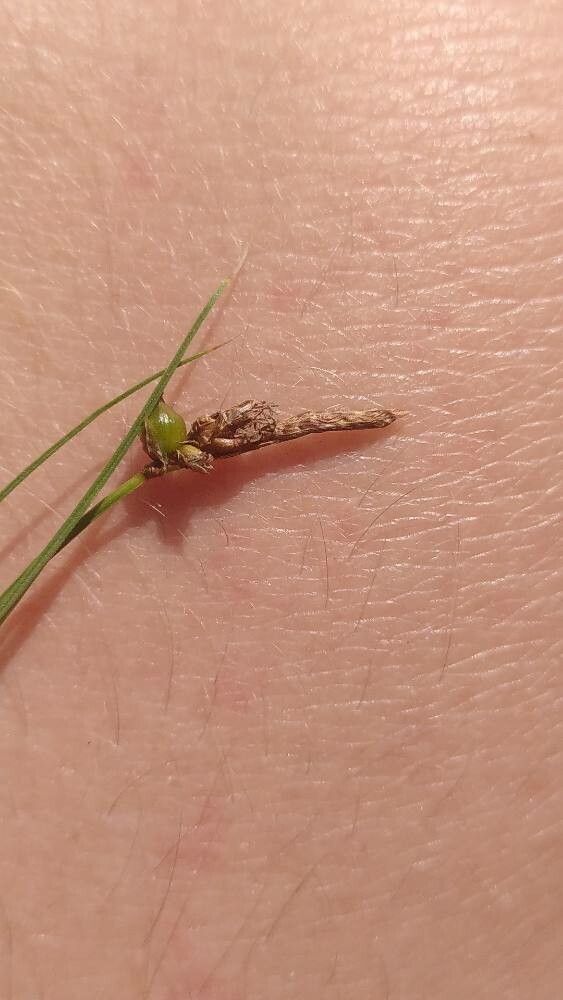 Carex supina — houseplant care guide