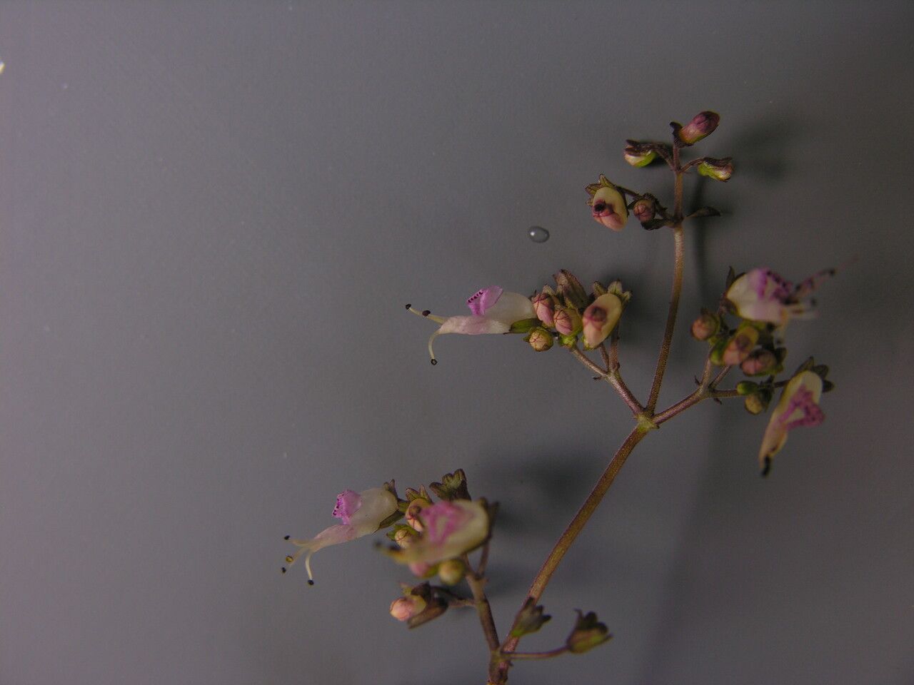 Isodon scrophularioides habit