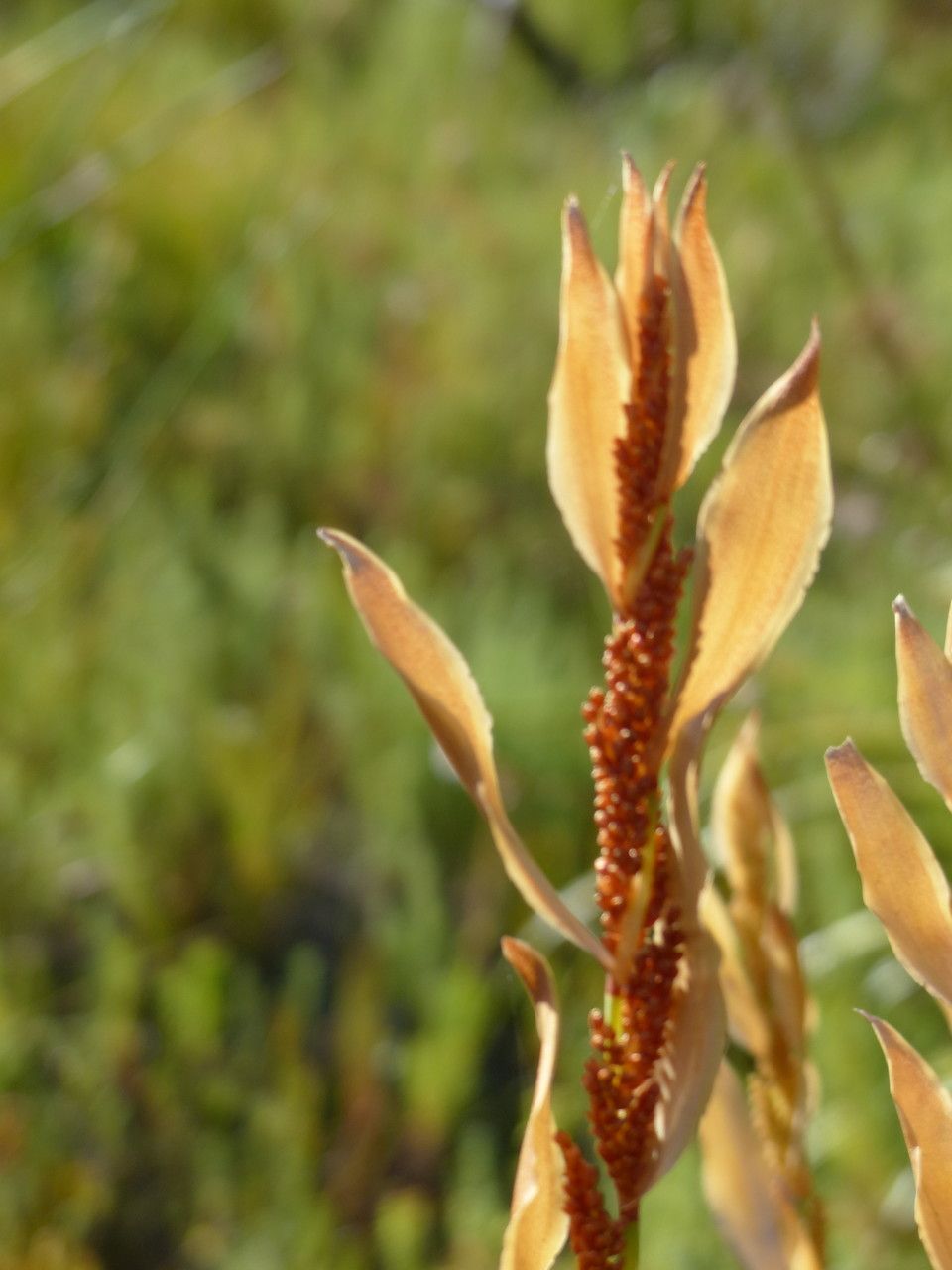 Elegia persistens — houseplant care guide