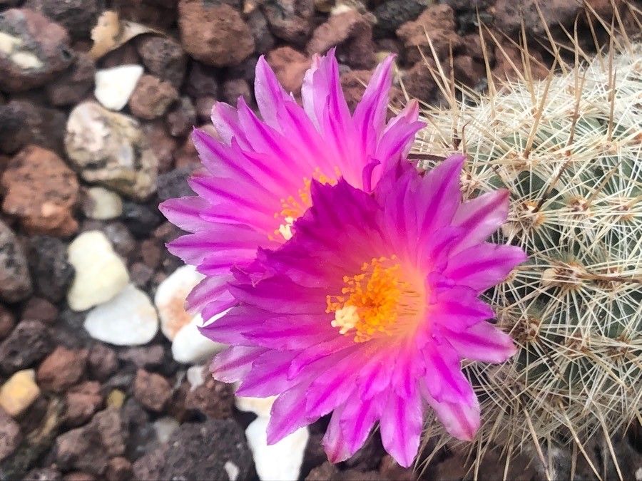 Thelocactus hastifer — houseplant care guide