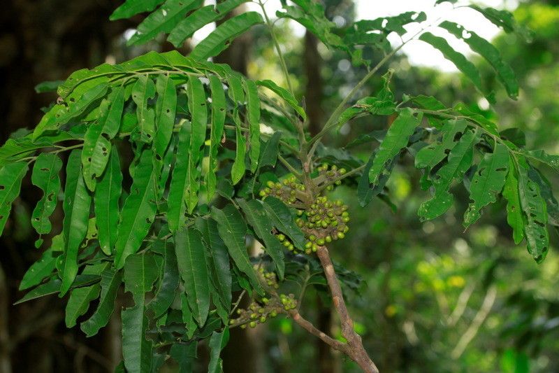 Dysoxylum pachypodum habit