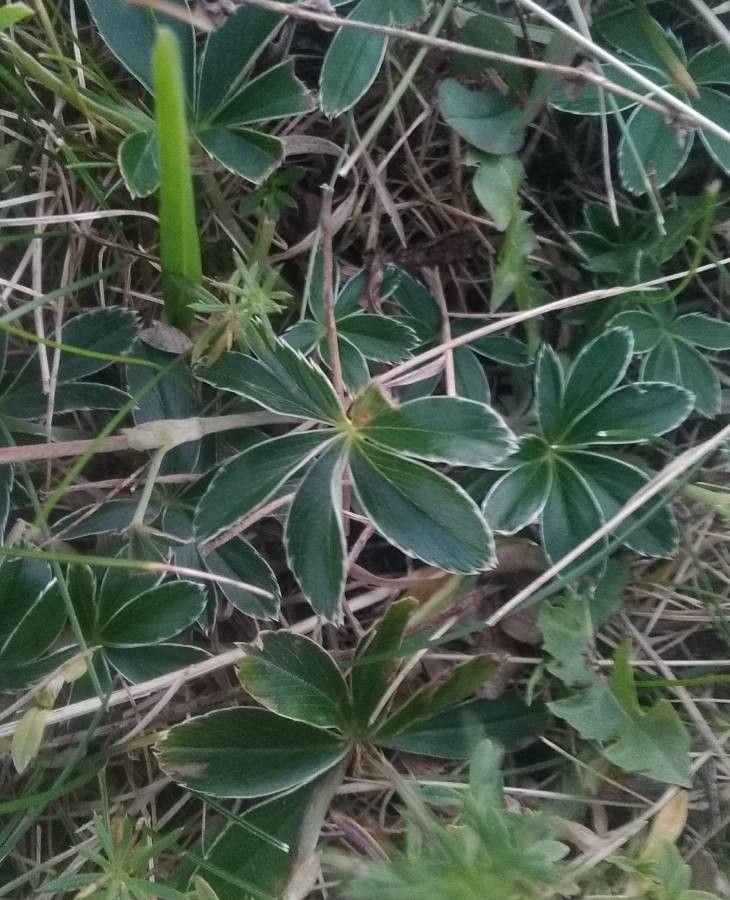 Alchemilla alpina — related species from the same genus