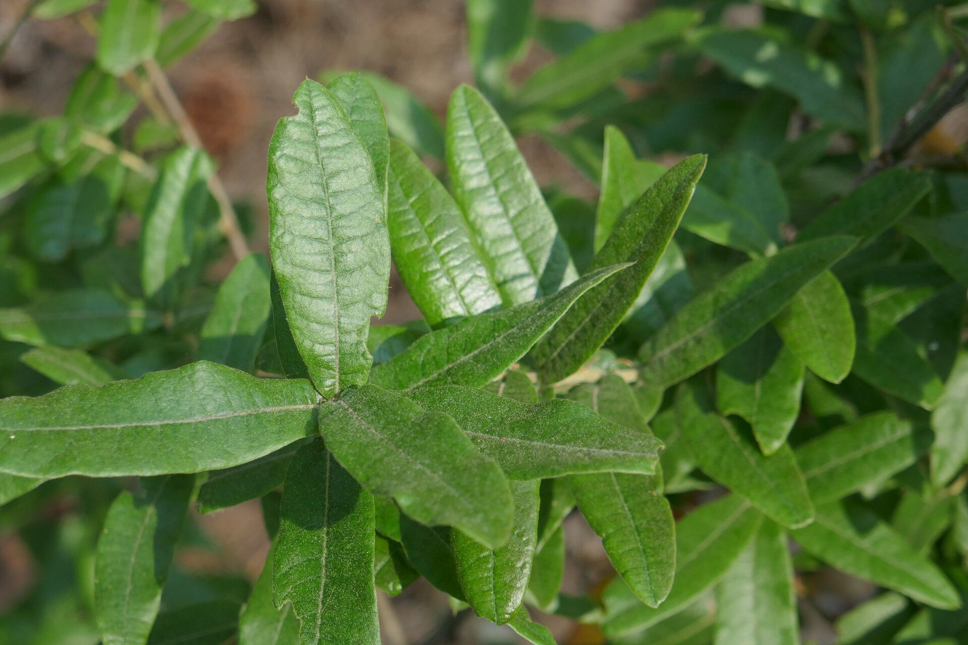 Quercus crassipes — houseplant care guide