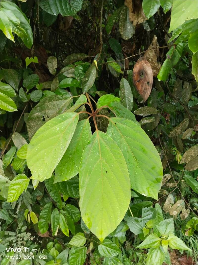 Actinodaphne obovata — houseplant care guide