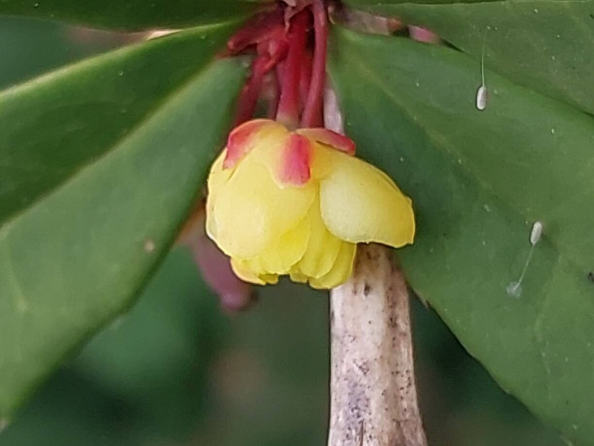 Berberis lempergiana flower