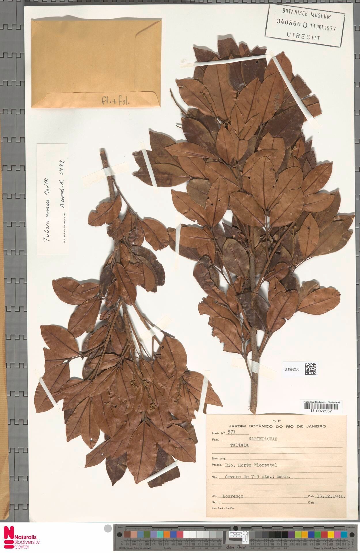 Talisia coriacea — related species from the same genus