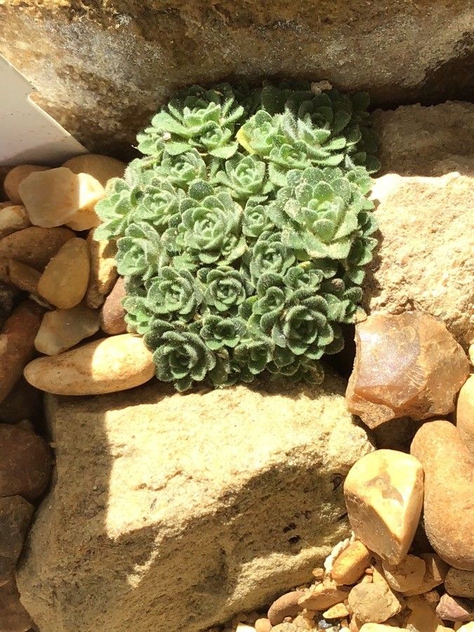 Dionysia michauxii — related species from the same genus