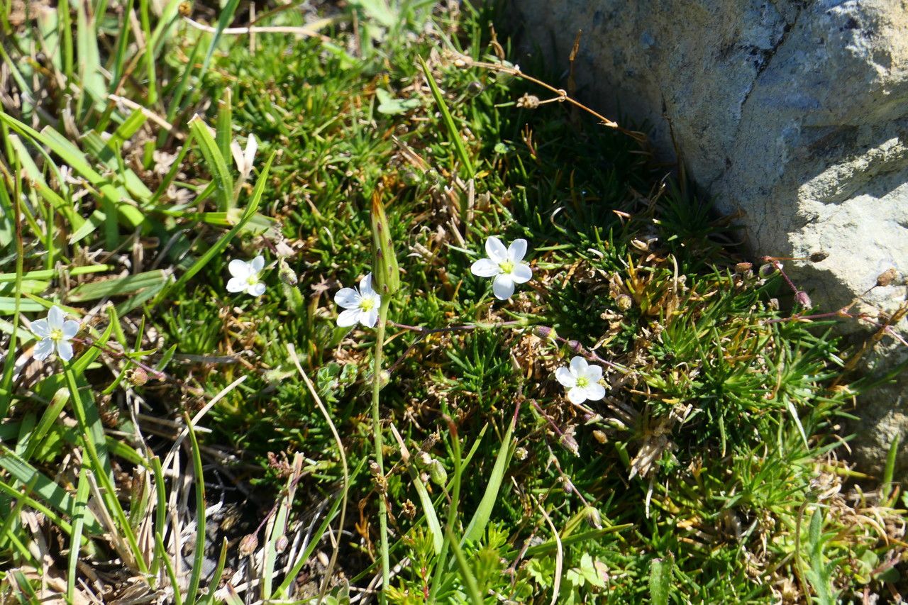 Sagina merinoi habit