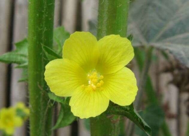 Malachra capitata flower