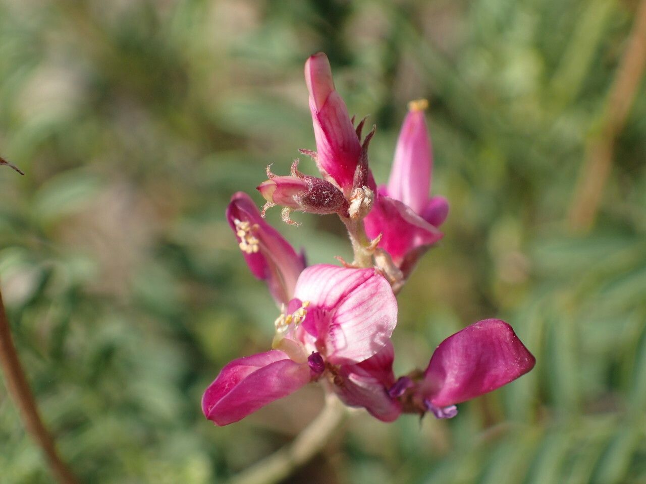 Hedysarum boveanum flower