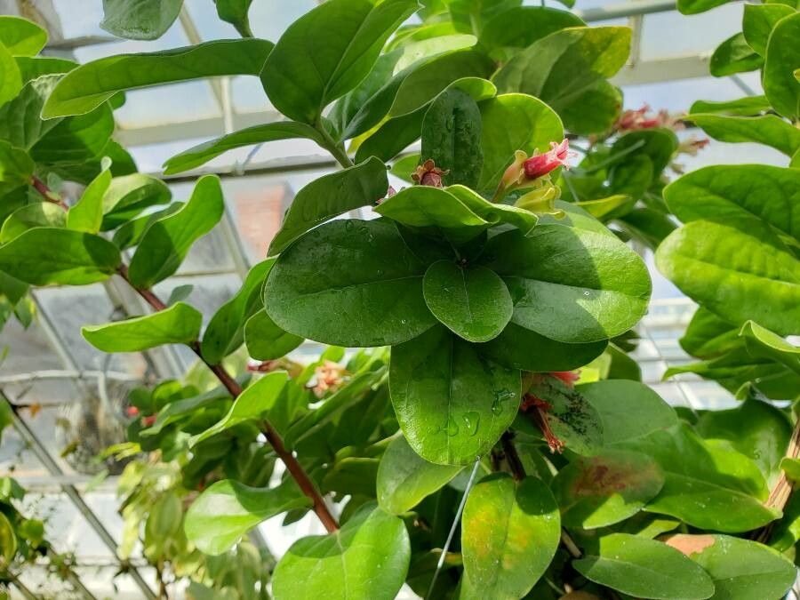 Macleania smithiana — related species from the same genus