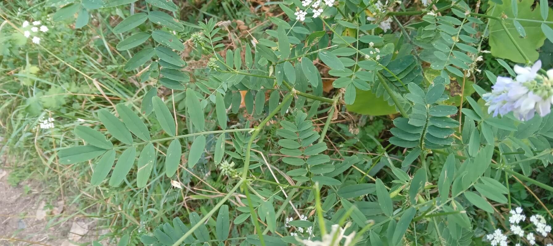 Galega officinalis leaf