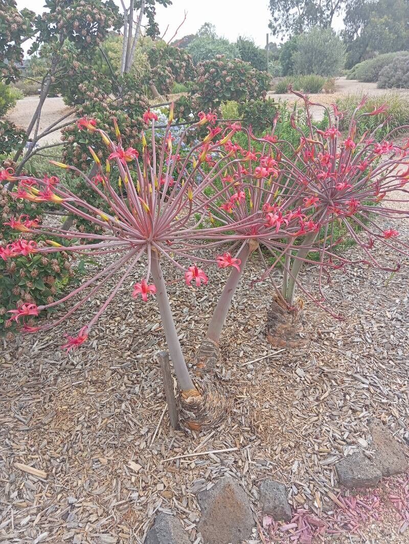 Brunsvigia josephinae habit