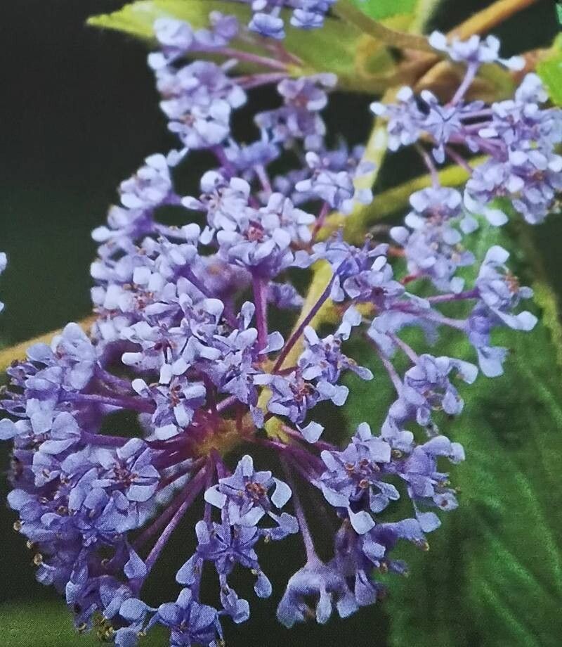 Ceanothus × delileanus flower