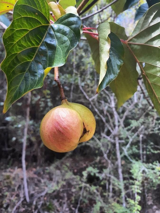 Vernicia fordii fruit