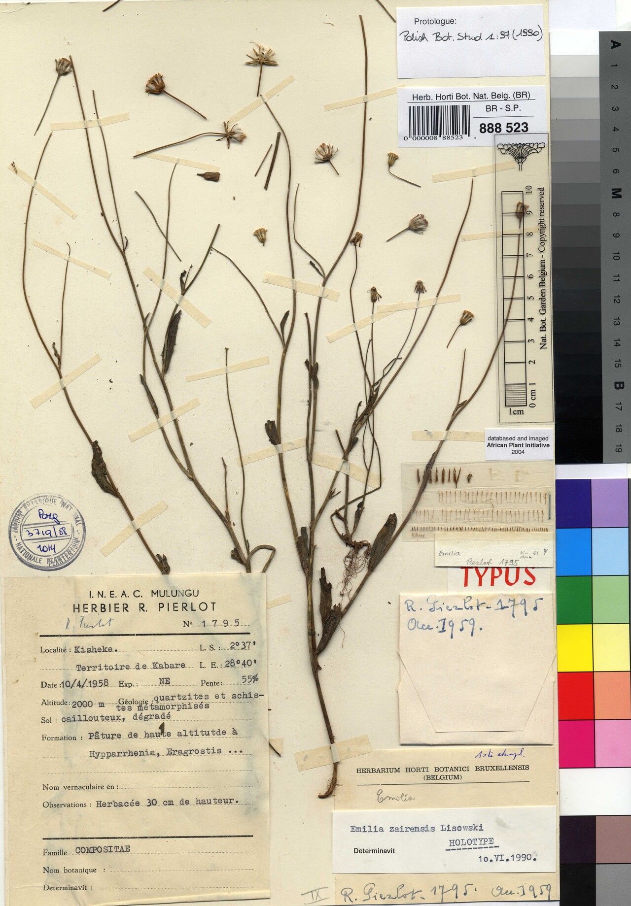 Emilia zairensis — houseplant care guide