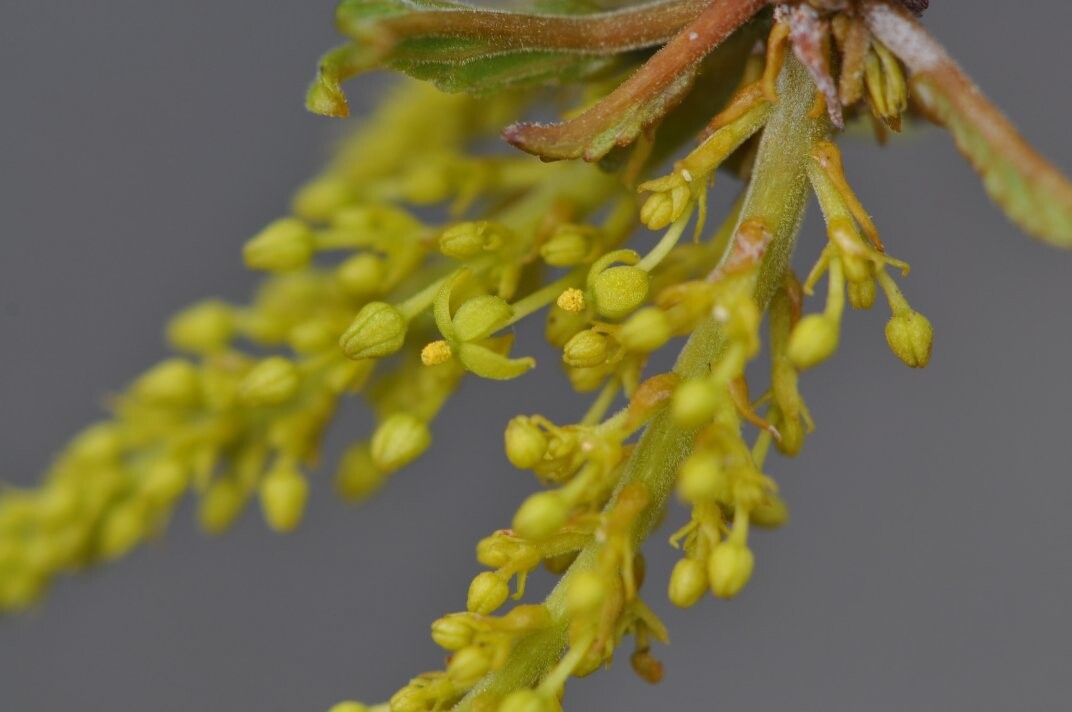 Plukenetia ankaranensis — related species from the same genus