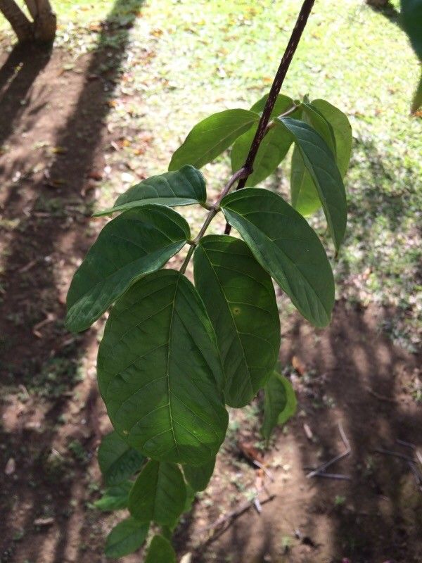 Tecomanthe dendrophila — related species from the same genus