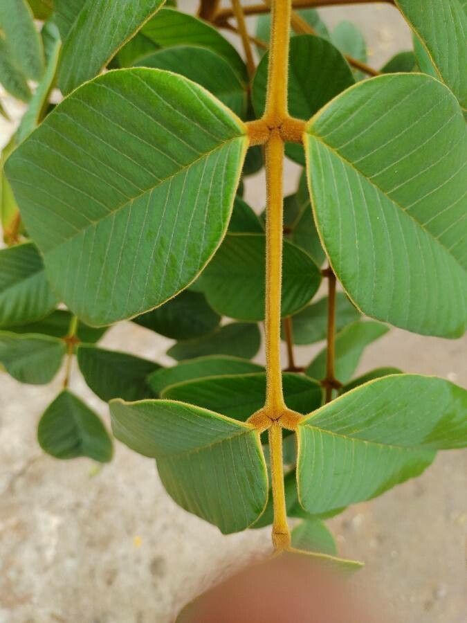 Ormosia arborea — related species from the same genus