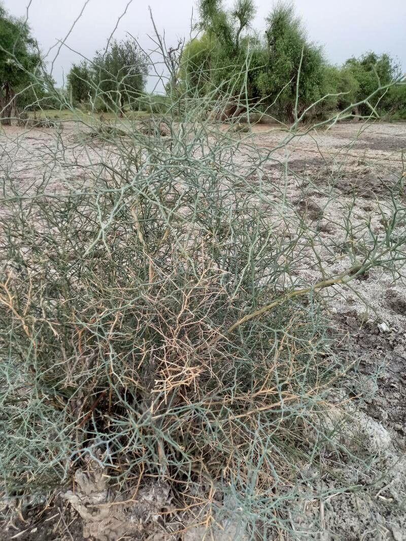 Capparis decidua — search result for 'Capparis'