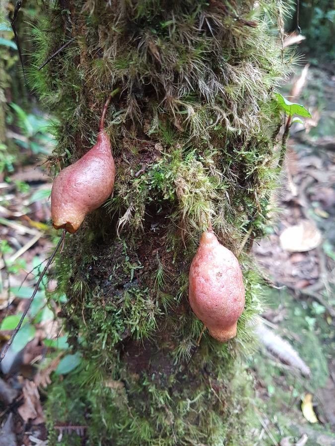 Syzygium cordemoyi fruit