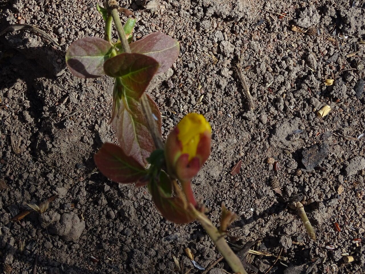 Combretum glutinosum — search result for 'Mali'