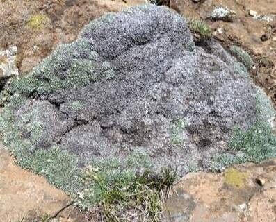 Euphorbia polycephala — houseplant care guide