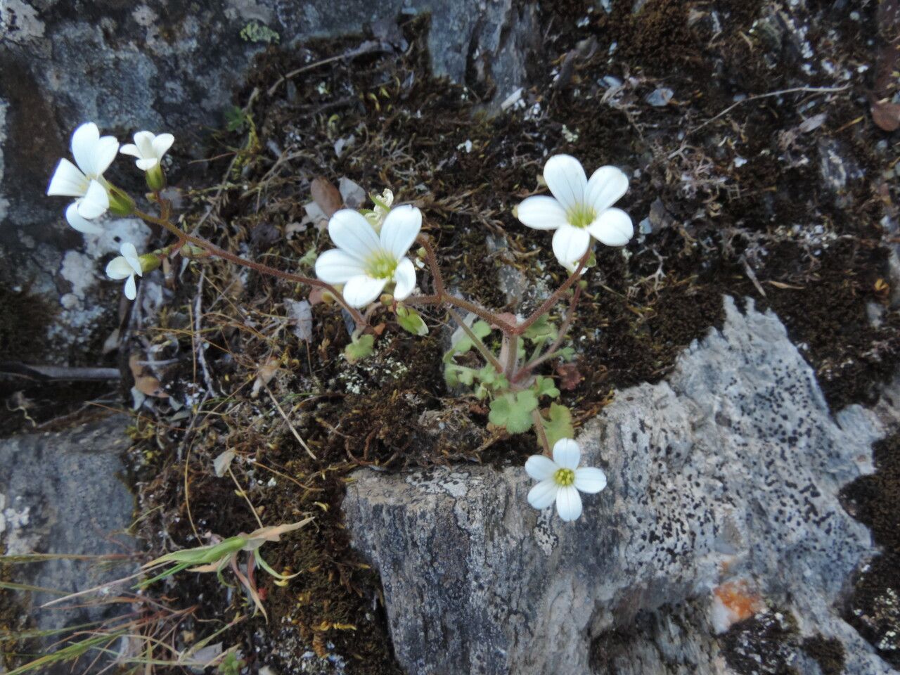 Saxifraga corsica habit