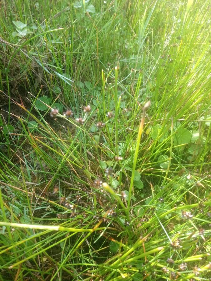 Juncus subnodulosus flower