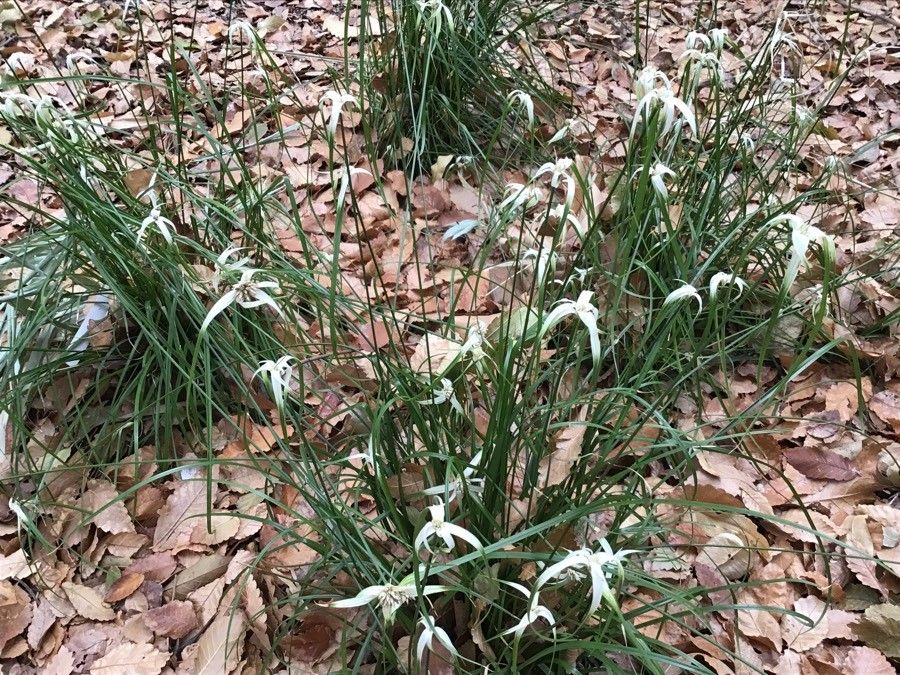 Rhynchospora latifolia — search result for 'Cyperaceae'
