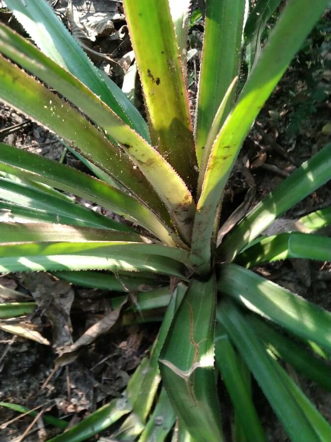 Bromelia plumieri habit