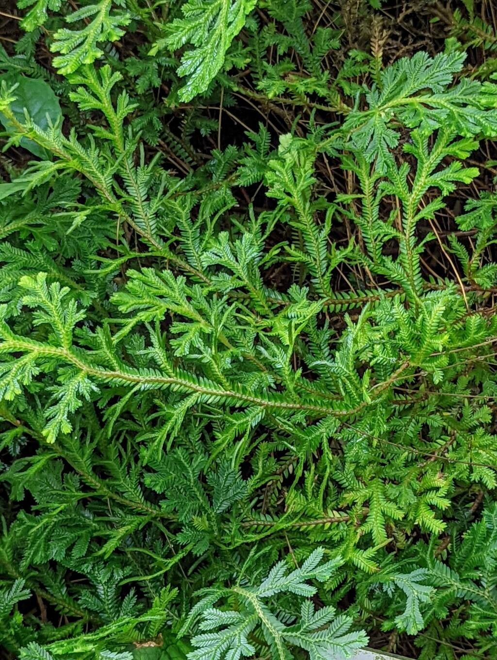 Selaginella fissidentoides leaf