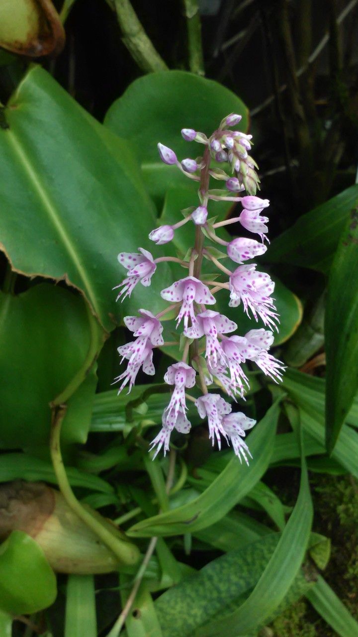 Stenoglottis longifolia flower