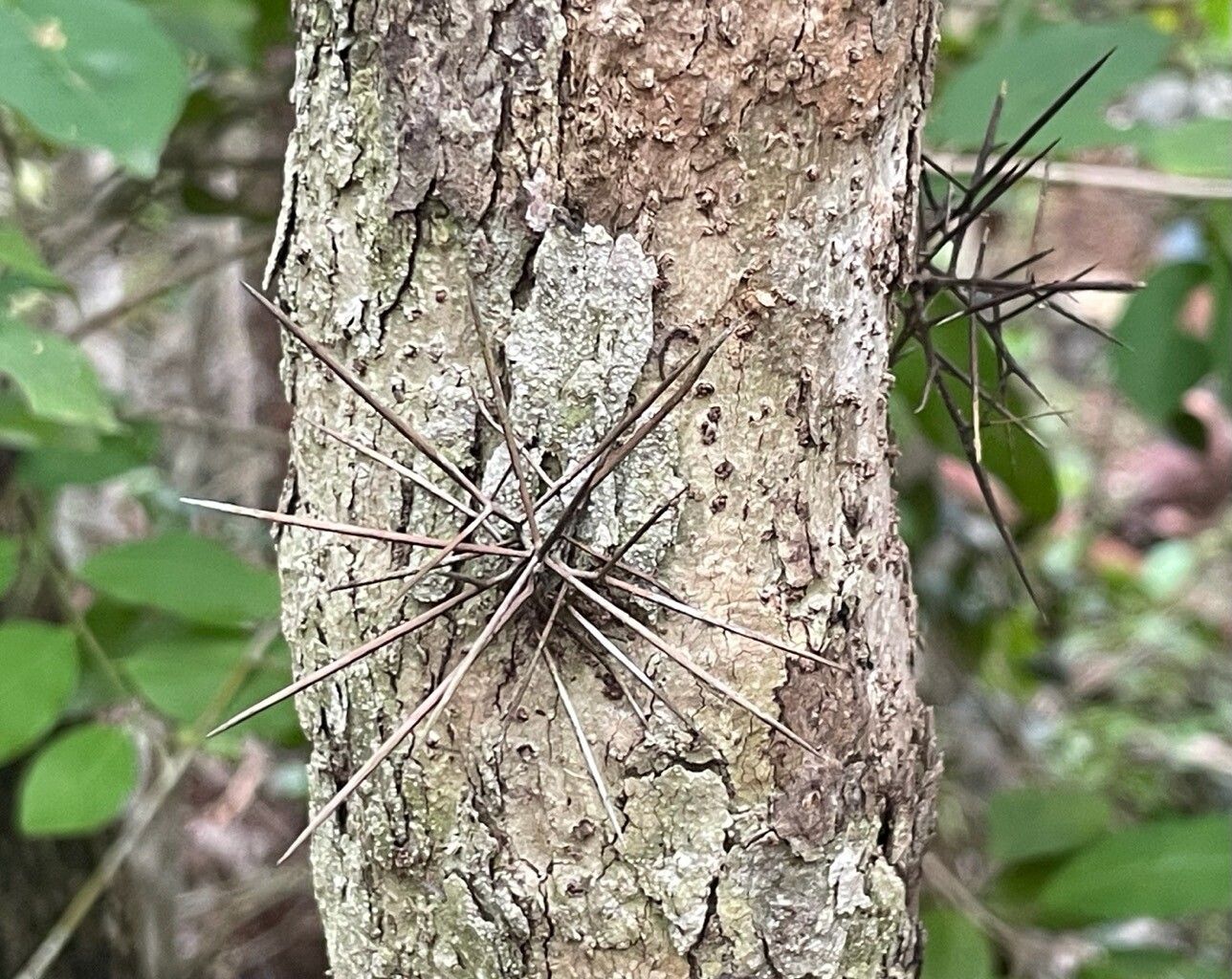 Xylosma bahamensis bark