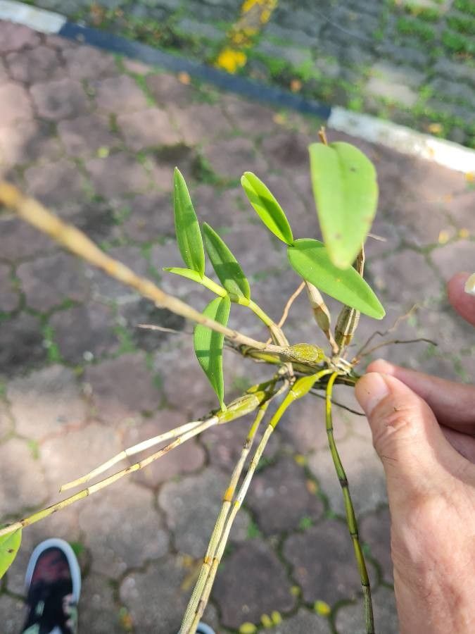 Dendrobium crumenatum fruit