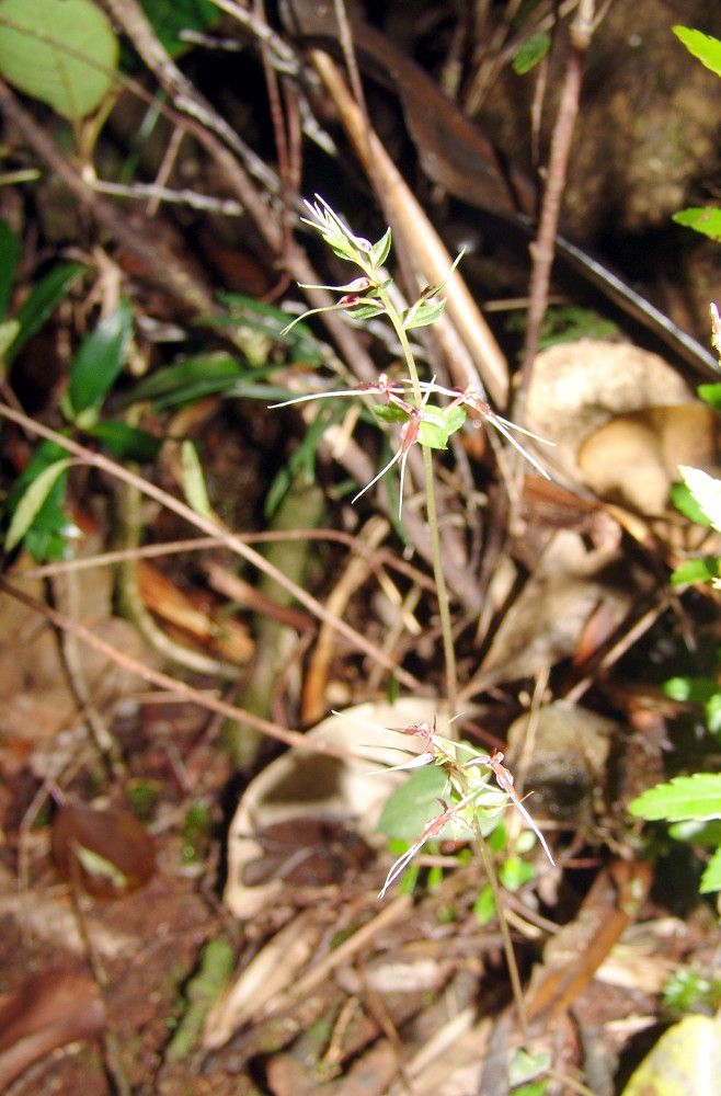 Acianthus veillonis flower