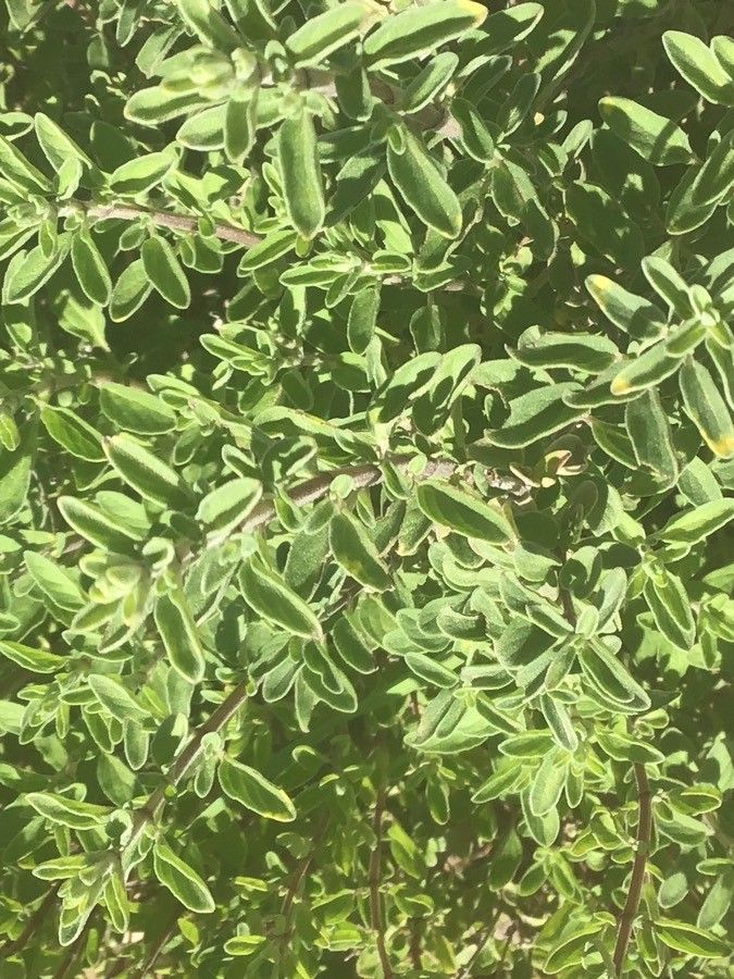 Origanum × majoricum — houseplant care guide