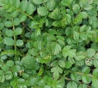 Rubus taiwanicola — houseplant care guide