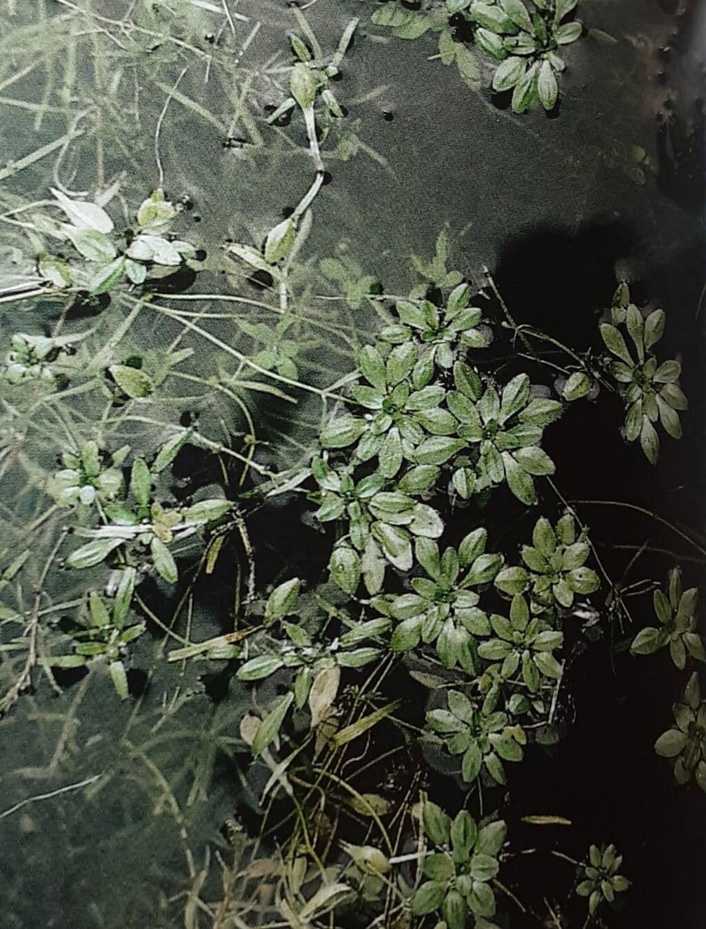 Callitriche hamulata leaf