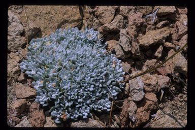 Eriogonum kennedyi habit