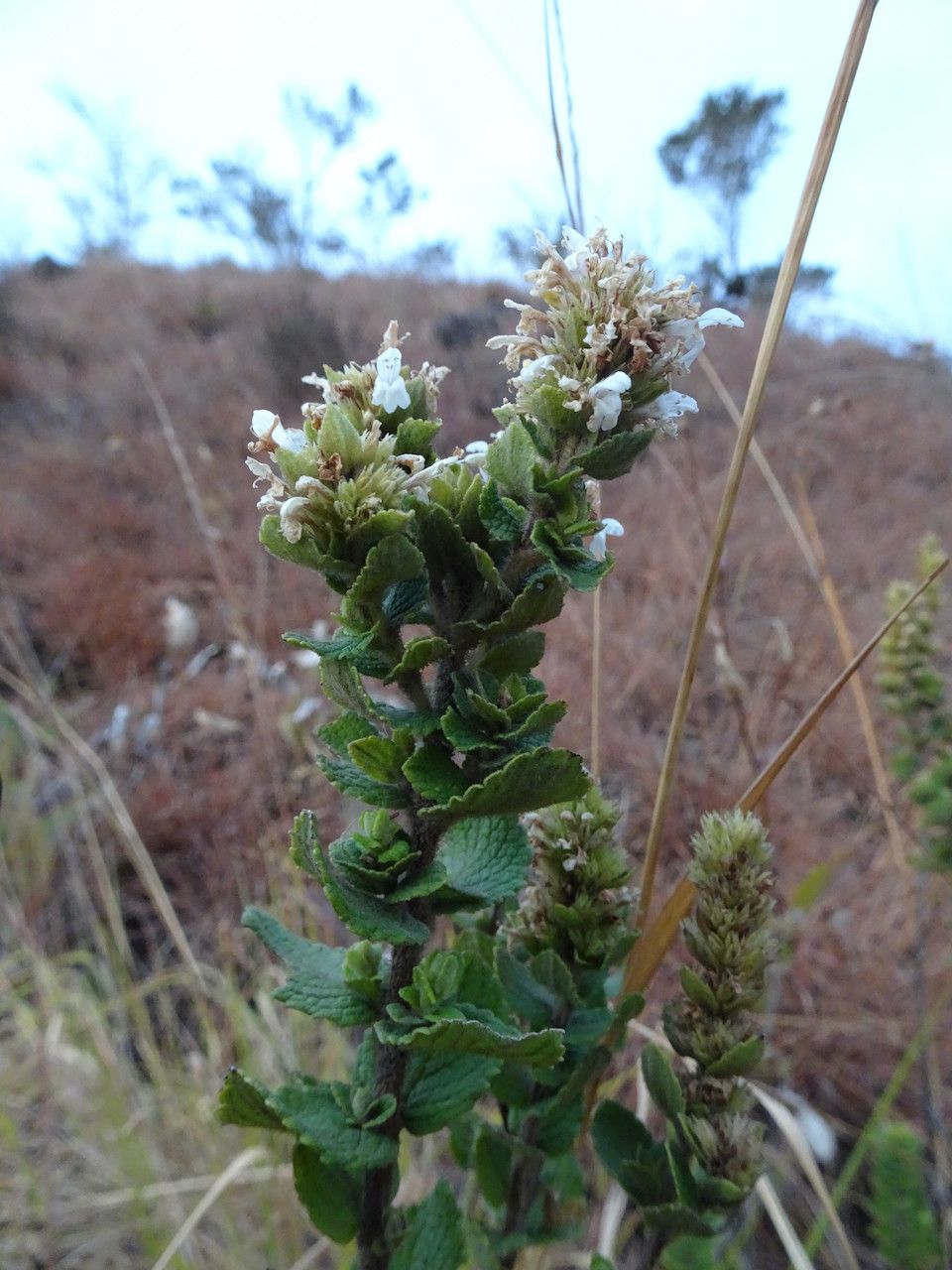 Clinopodium robustum — search result for 'Clinopodium'