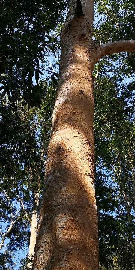 Calophyllum polyanthum habit